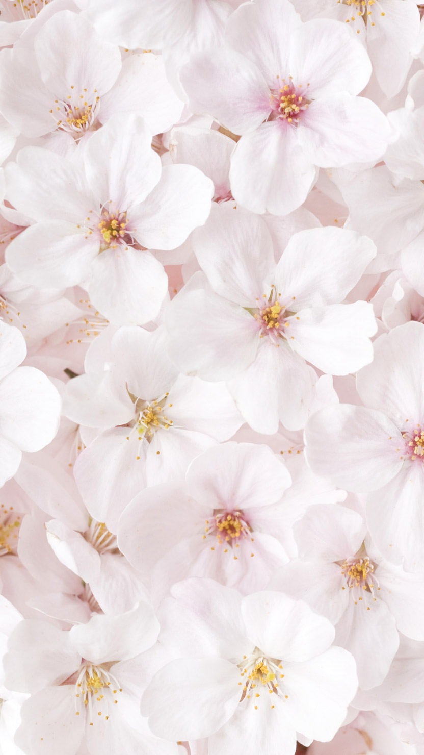 cherry blossoms