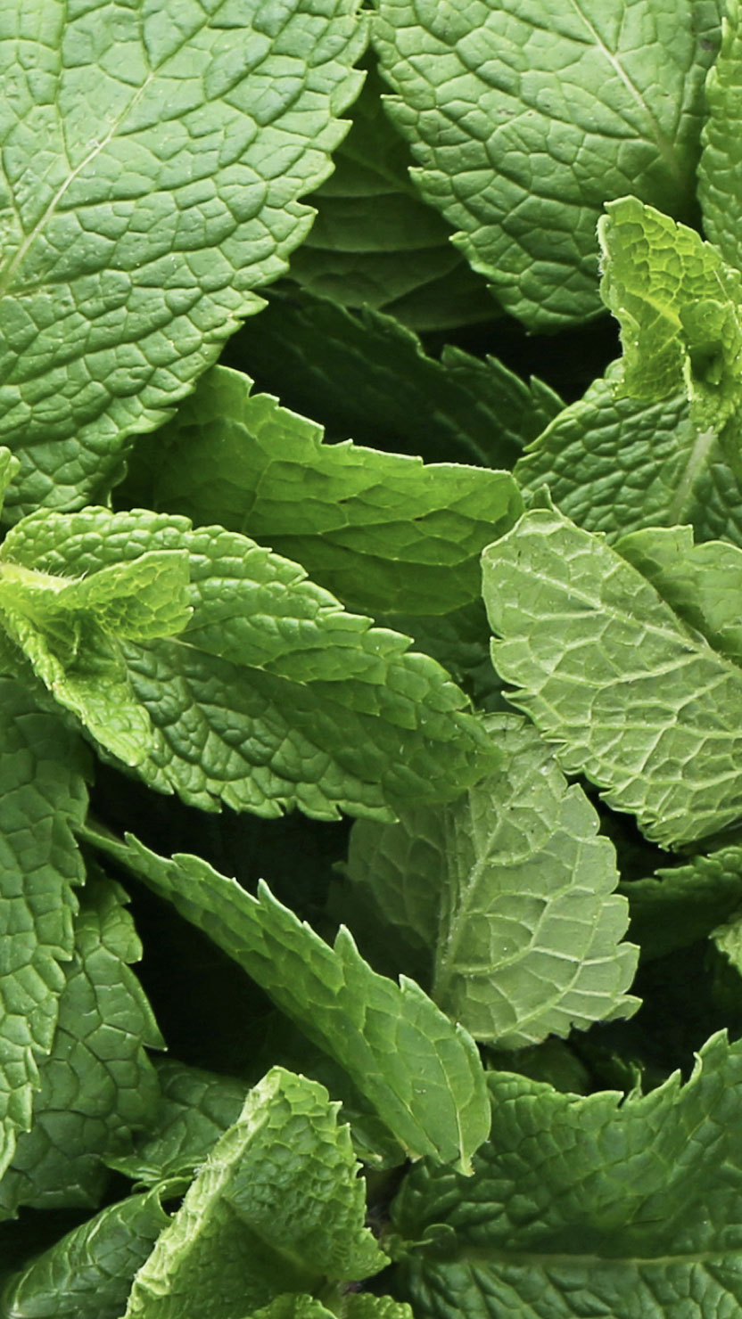mint leaves